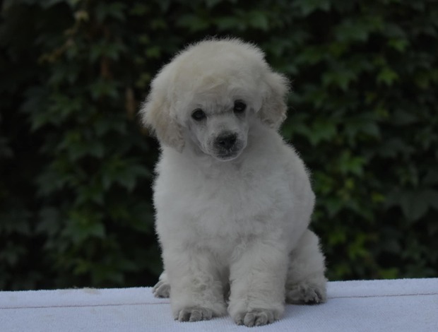 Poodle Miniature White Poodles