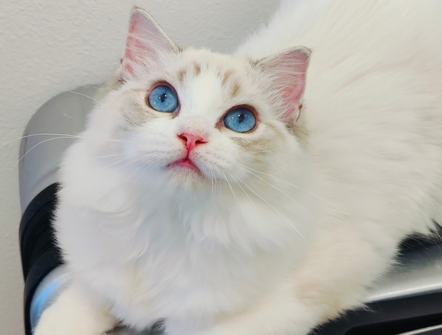Ragdoll beautiful ragdoll for sell