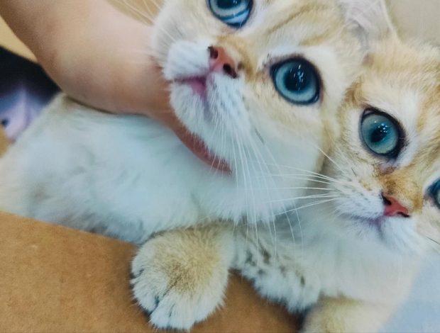 British Shorthair beautiful British shorthair