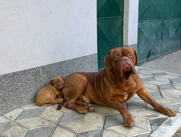 Dogue de Bordeaux Dogue de Bordeaux puppies