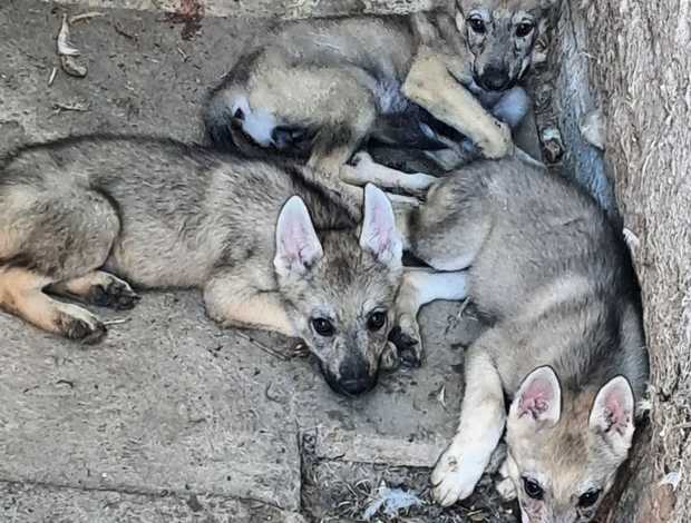 Czechoslovak Wolfdog Czechoslovakian Wolfdog  puppies