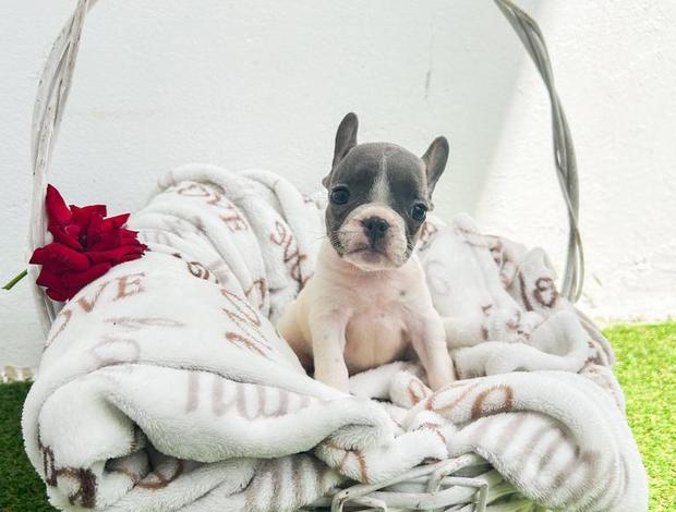 French Bulldog French Bulldog puppies