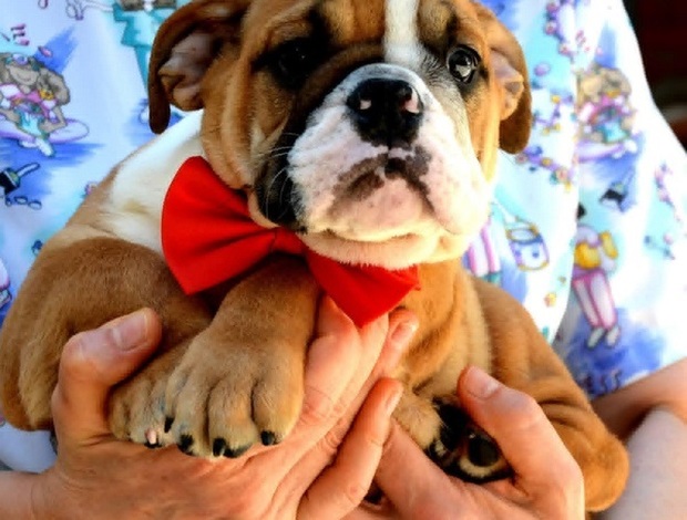 Bulldog English Bulldog, top breed