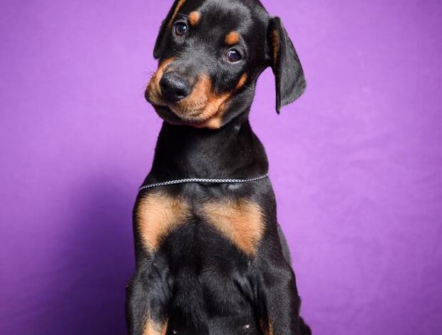 Doberman Pinscher Doberman puppies