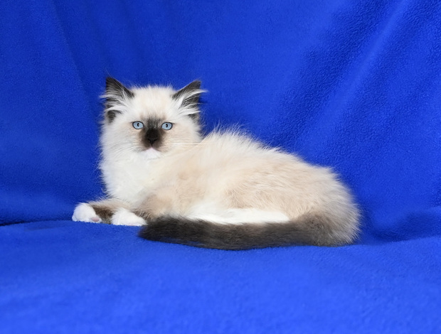 Ragdoll Adorable TICA Ragdoll kittens Available