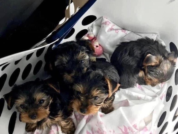Yorkshire Terrier Yorkie puppies for adoption