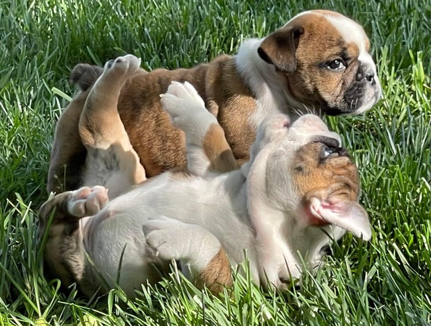 American Bulldog Bulldog