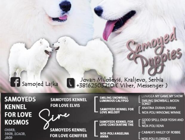 Samoyed Samoyed  puppies
