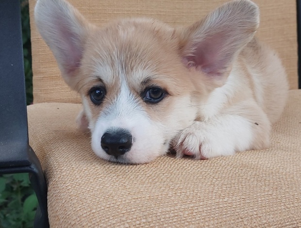 Welsh Corgi, Pembroke Pembroke Welsh Corgi puppies