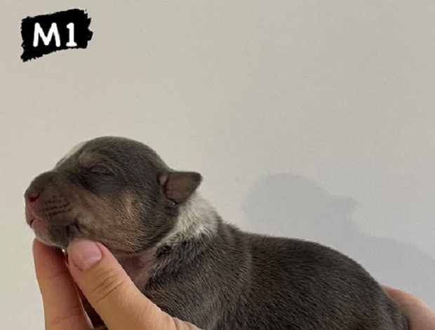 American Staffordshire Terrier AMERICAN BULLY Xl