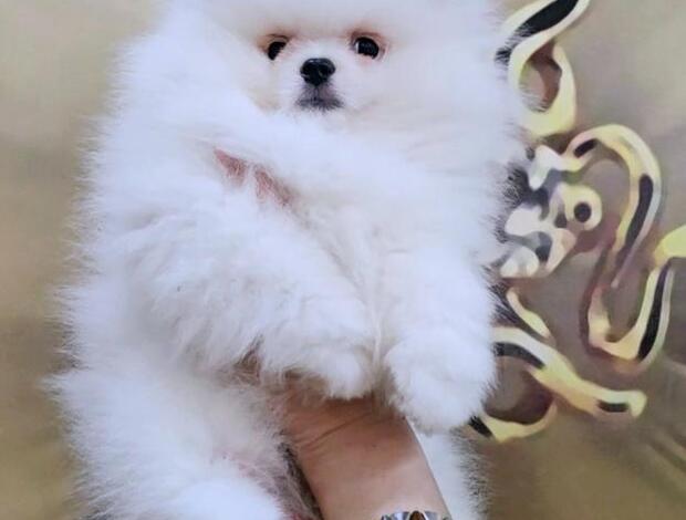 Pomeranian White Pomeranian Spitz puppies