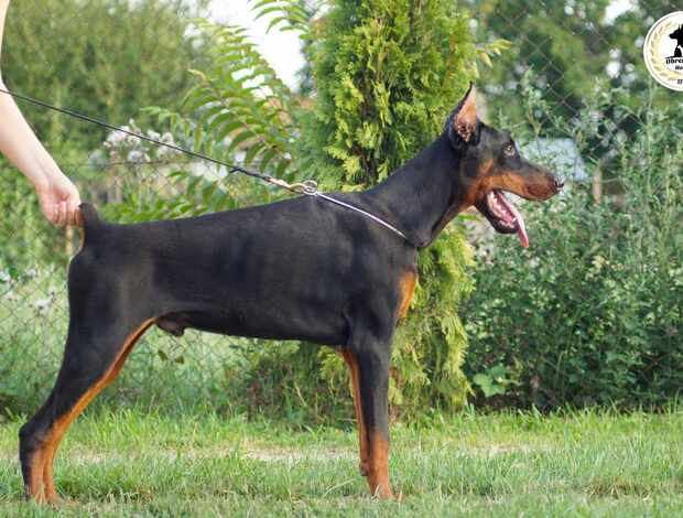 Doberman Pinscher Doberman puppies for sale