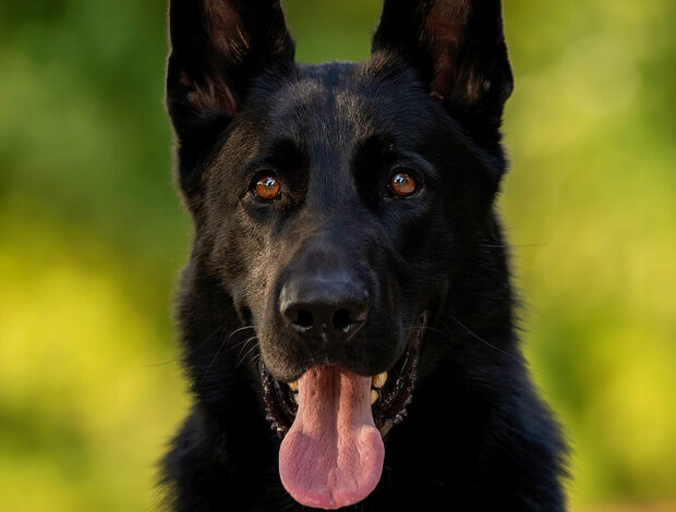 German Shepherd Dog German Shepherd Guard Dog For Sale