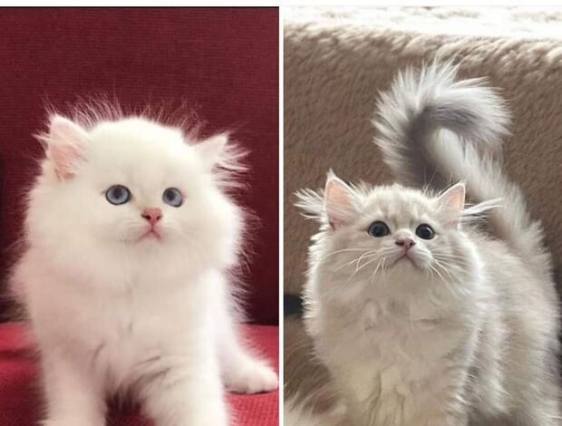 British Shorthair Full Pedigree British longhair kittens