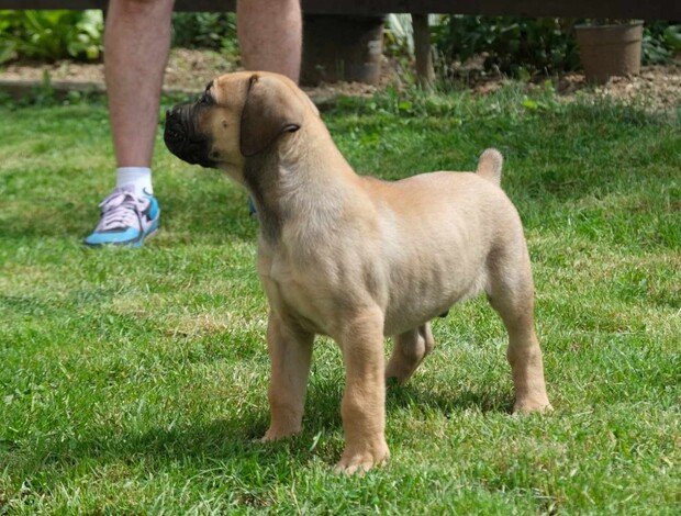 Boerboel Boerboel (South African Mastiff) puppies