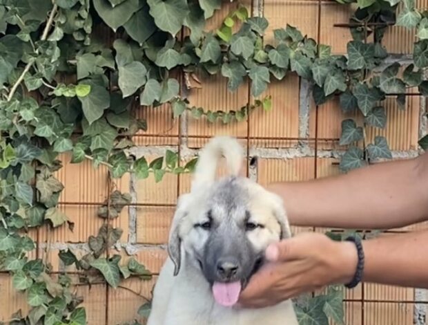 Kangal Dog Turkish Kangal puppies for sale