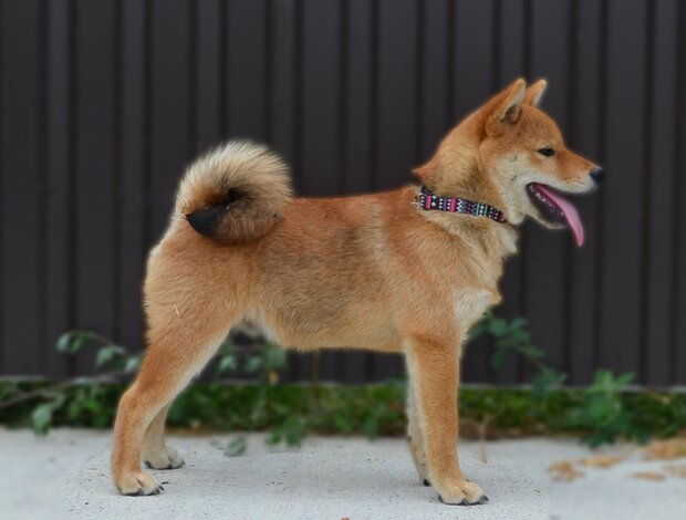 Shiba Inu Shiba Inu puppies