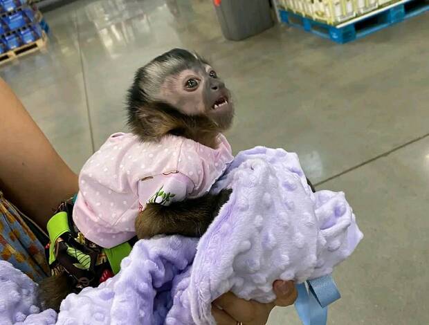 Monkey Healthy Capuchin monkey for sale