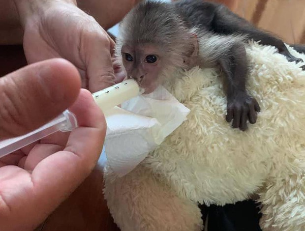 Capuchin Adorable Capuchin monkey for adoption
