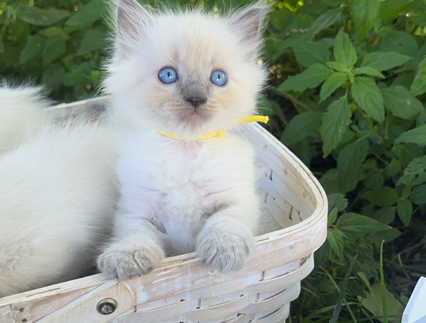 Ragdoll ragdoll kitten Yellow boy