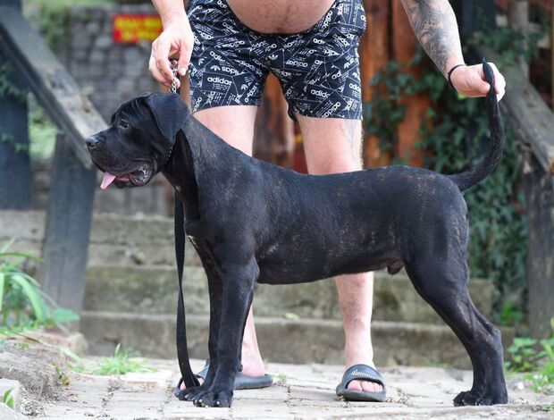 Cane Corso Cane Corso male puppy