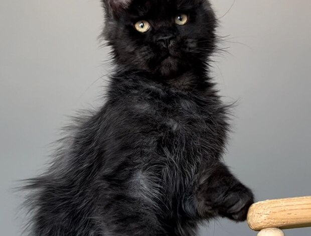 Maine Coon Maine coon for sale near me