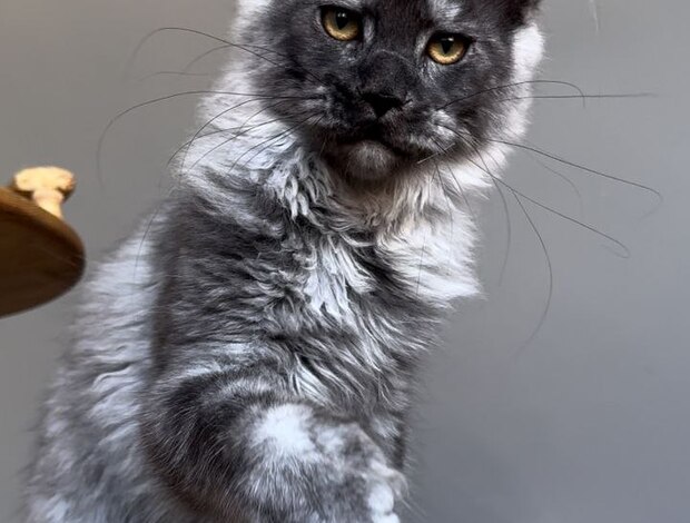 Maine Coon Why Adopting a Maine Coon Cat