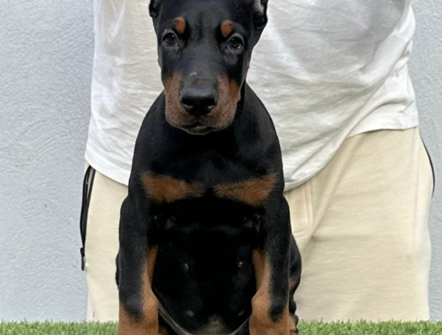 Doberman Pinscher Doberman puppies for sale
