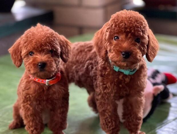 Poodle Miniature Poodle puppies