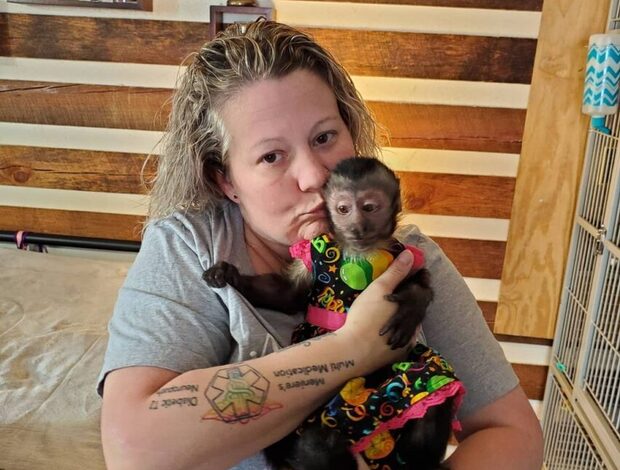 Capuchin Baby Capuchin Monkeys For Sale