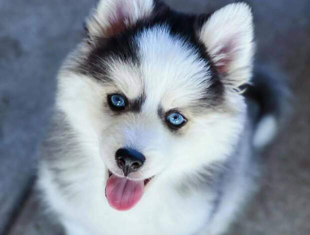 Siberian Husky Siberian Huskies looking for new home❤️