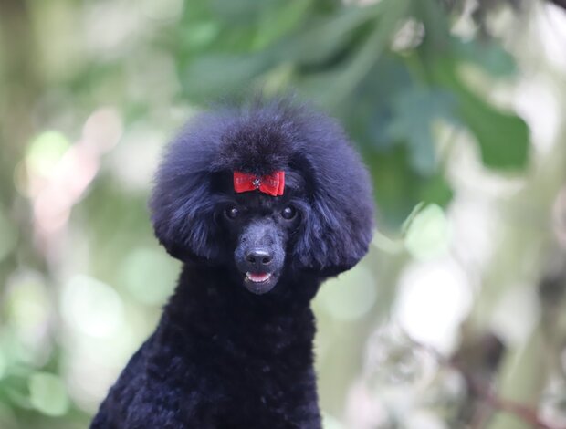 Poodle Miniature Poodle female puppy
