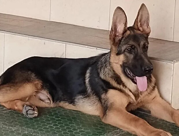 German Shepherd Dog German Shepherd puppies