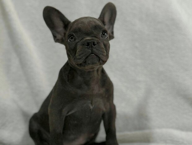 French Bulldog French Bulldog  puppies
