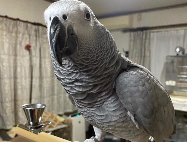 African Grey Parrot Gorgeous African Grey Birds family friend