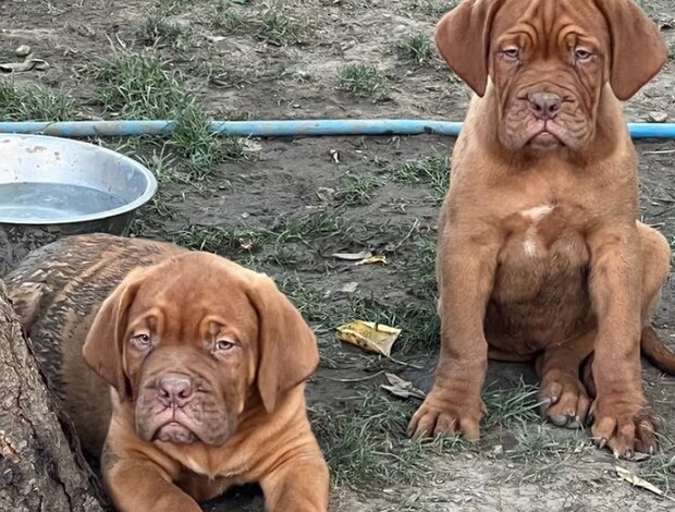 Dogue de Bordeaux Dogue de Bordeaux puppies
