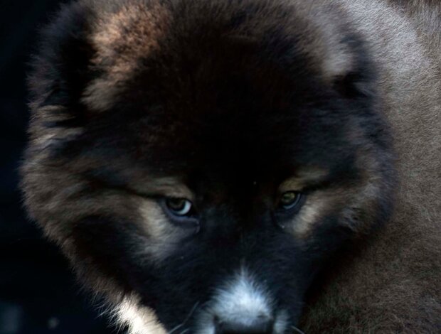 Caucasian Shepherd Dog Caucasian Shepherd puppies