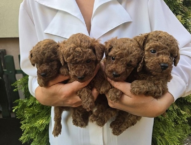 Poodle TOY Red Poodles - puppies for sale