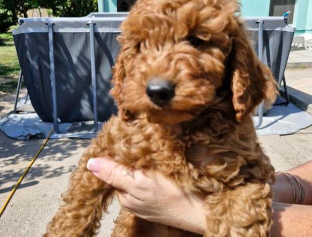 Poodle Miniature Poodle puppies