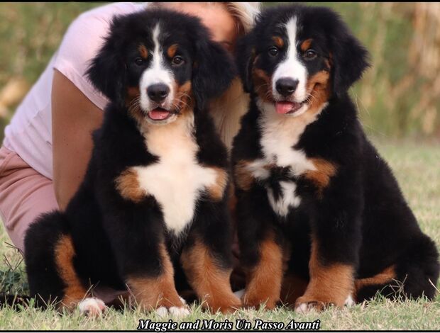 Bernese Mountain Dog Bernese Mountain puppies
