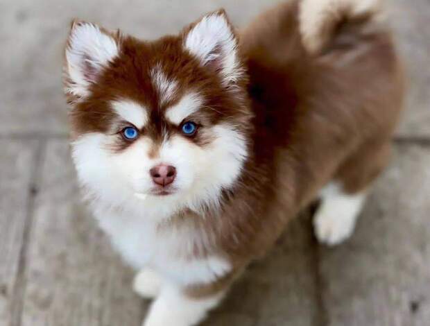 Siberian Husky Siberian Huskies looking for new home❤️