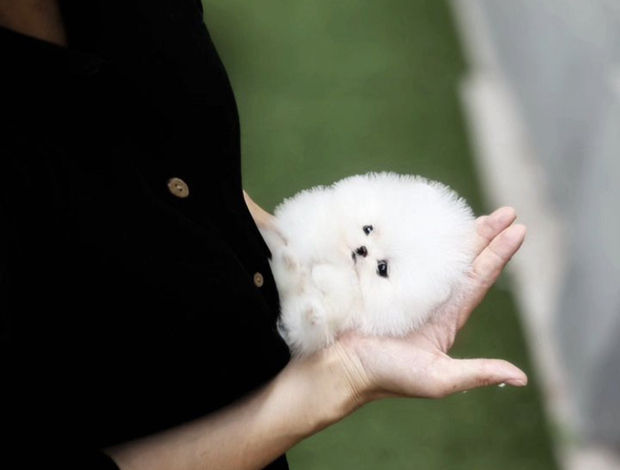Pomeranian White Pomeranian puppy