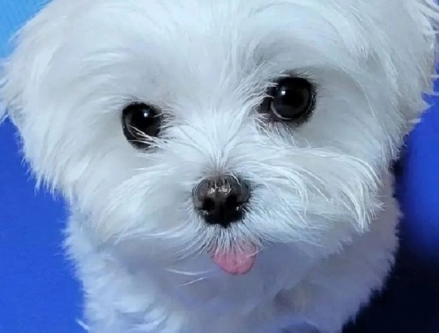 Shih Tzu ADORABLE PUREBRED SHIH TZU PUPPIES AVAILABLE.