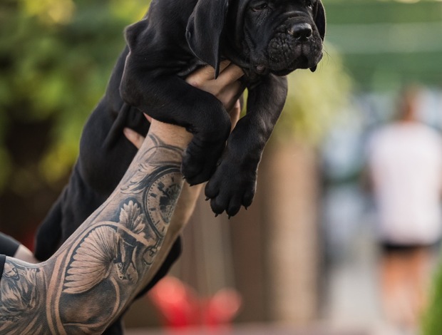 Cane Corso Cane Corso puppies