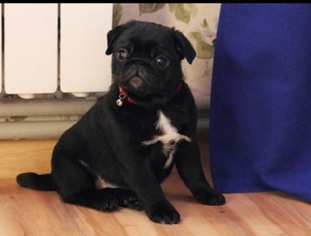 Pug Black and Fawn Pug Puppies For Lovely Homes 470-673-7509