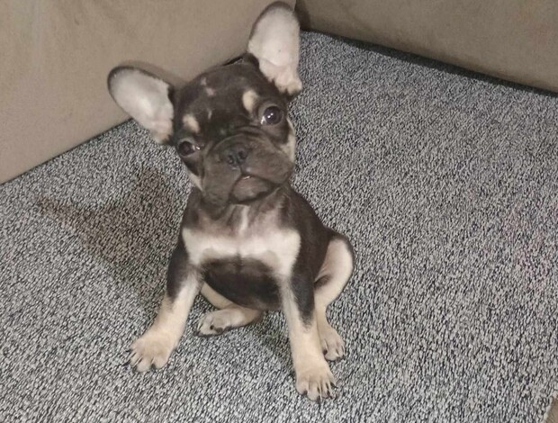 French Bulldog French bulldog  puppies