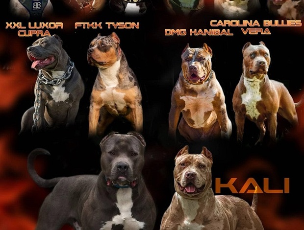 Other American bully XL