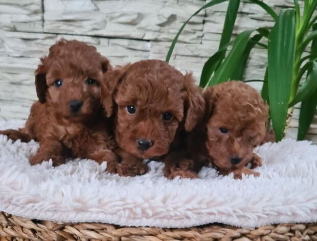 Poodle Red Toy poodle puppies for sale