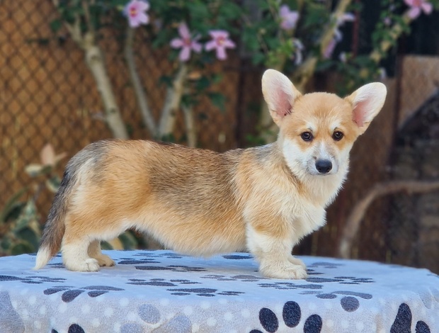 Welsh Corgi, Pembroke Welsh Corgi Pembroke puppies for sale