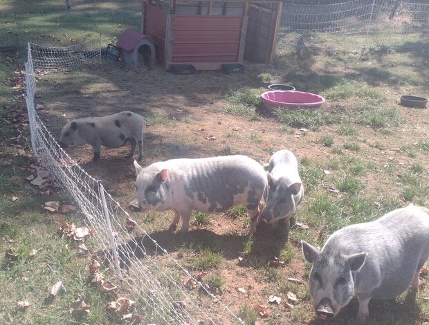 Sheep & Goats 3 Pot Belly Pigs & 4 Sheep in need of a new home